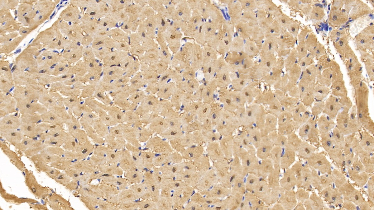 Monoclonal Antibody to Myoglobin (MYO)