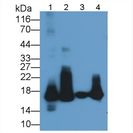 Monoclonal Antibody to Myoglobin (MYO)