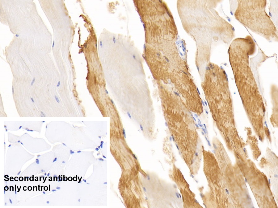 Monoclonal Antibody to Myoglobin (MYO)