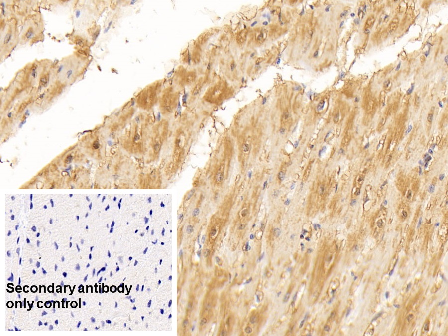 Monoclonal Antibody to Myoglobin (MYO)