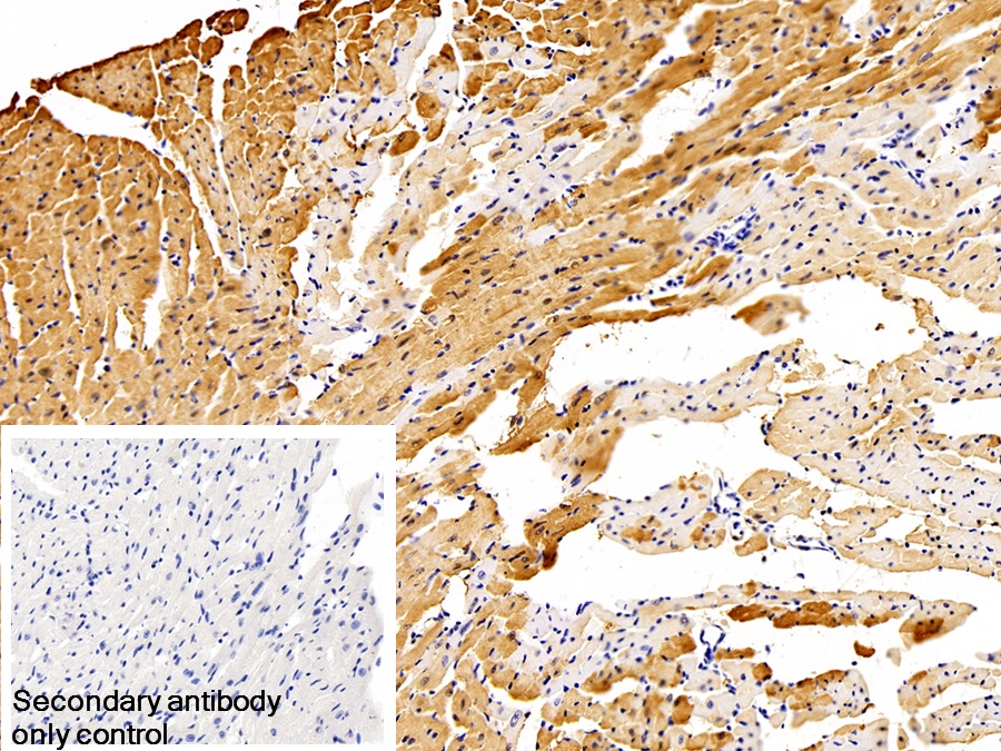 Monoclonal Antibody to Myoglobin (MYO)