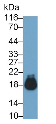 Monoclonal Antibody to Myoglobin (MYO)