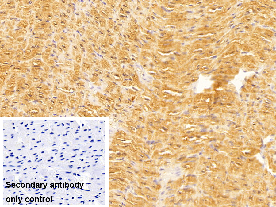 Monoclonal Antibody to Myoglobin (MYO)