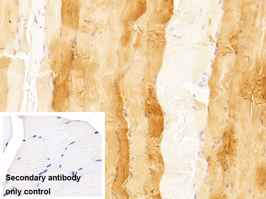 Monoclonal Antibody to Myoglobin (MYO)