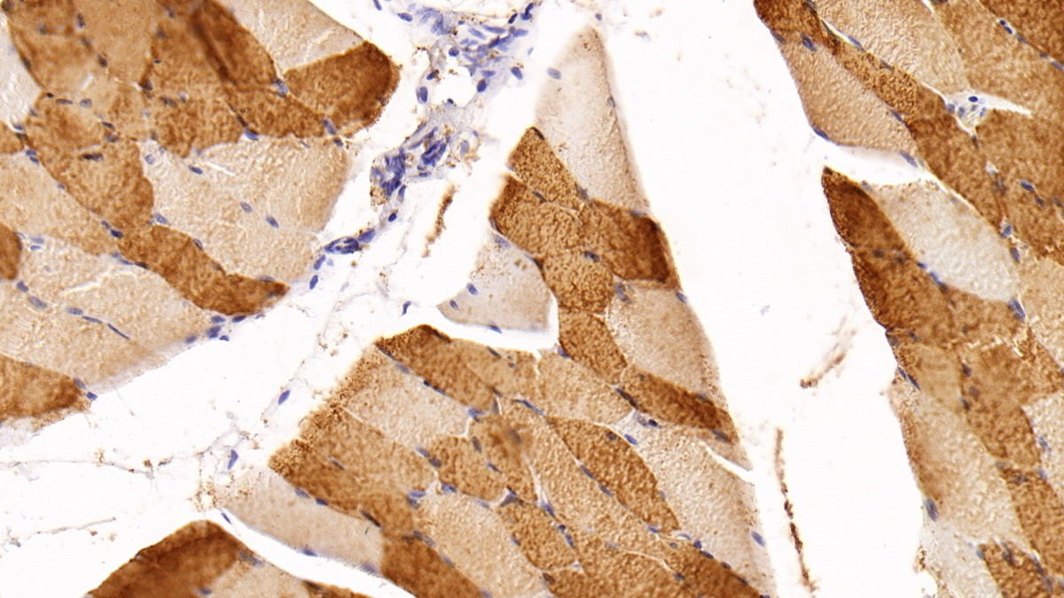 Monoclonal Antibody to Myoglobin (MYO)