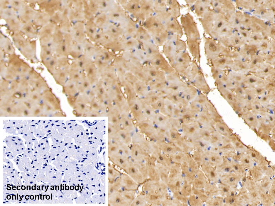 Monoclonal Antibody to Myoglobin (MYO)