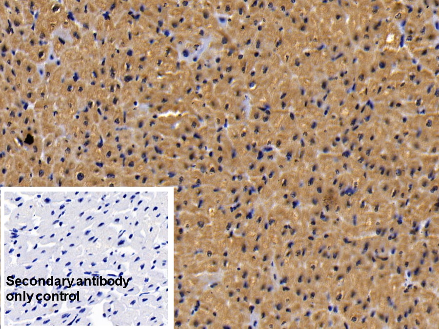 Monoclonal Antibody to Myoglobin (MYO)