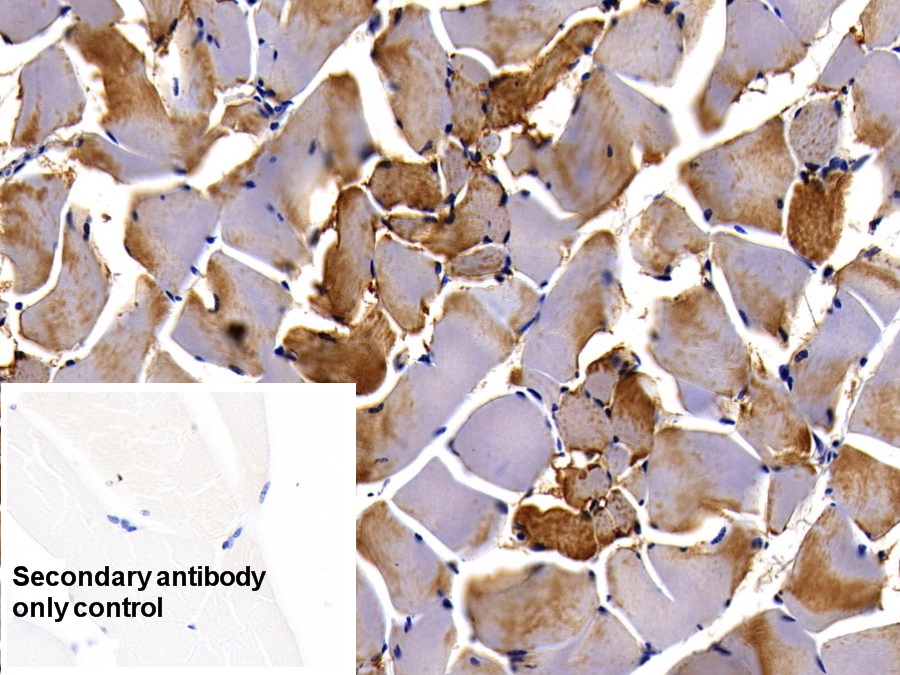 Monoclonal Antibody to Myoglobin (MYO)