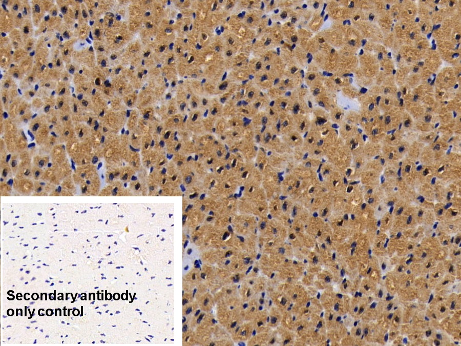 Monoclonal Antibody to Myoglobin (MYO)