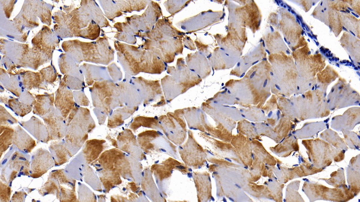 Monoclonal Antibody to Myoglobin (MYO)