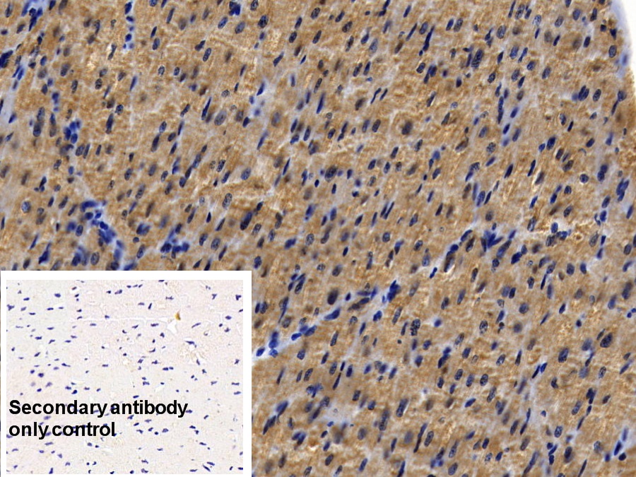 Monoclonal Antibody to Myoglobin (MYO)