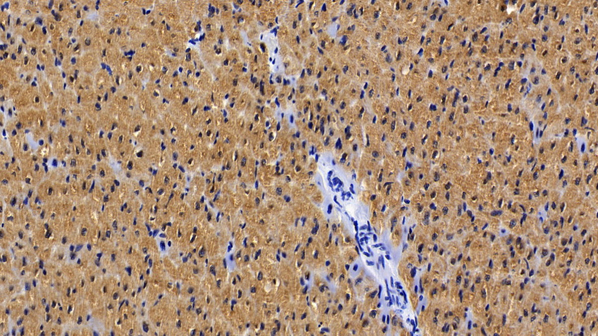 Monoclonal Antibody to Myoglobin (MYO)