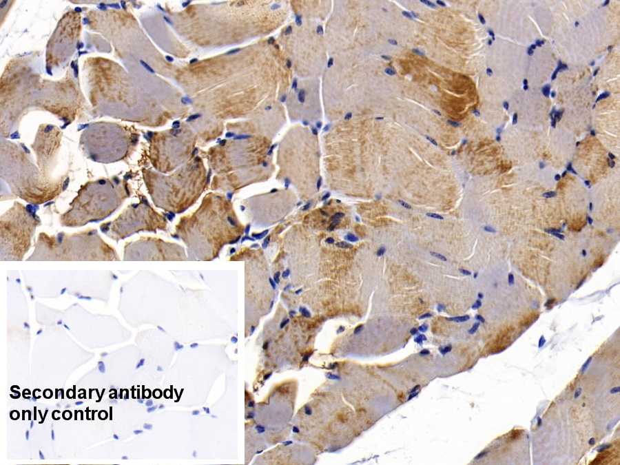 Monoclonal Antibody to Myoglobin (MYO)