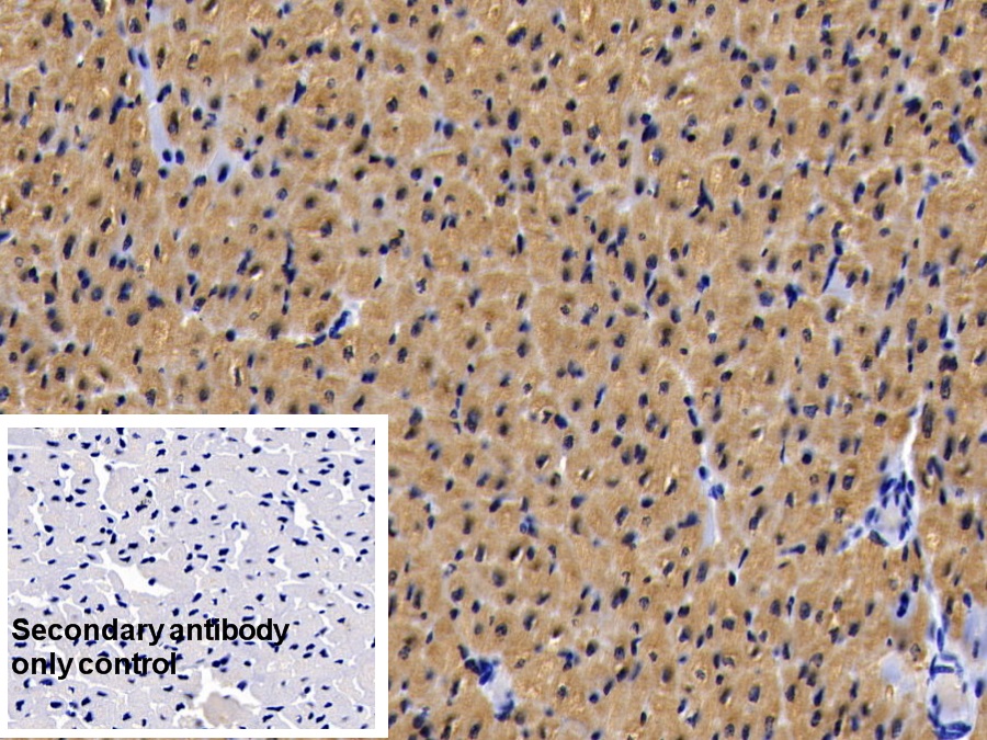 Monoclonal Antibody to Myoglobin (MYO)