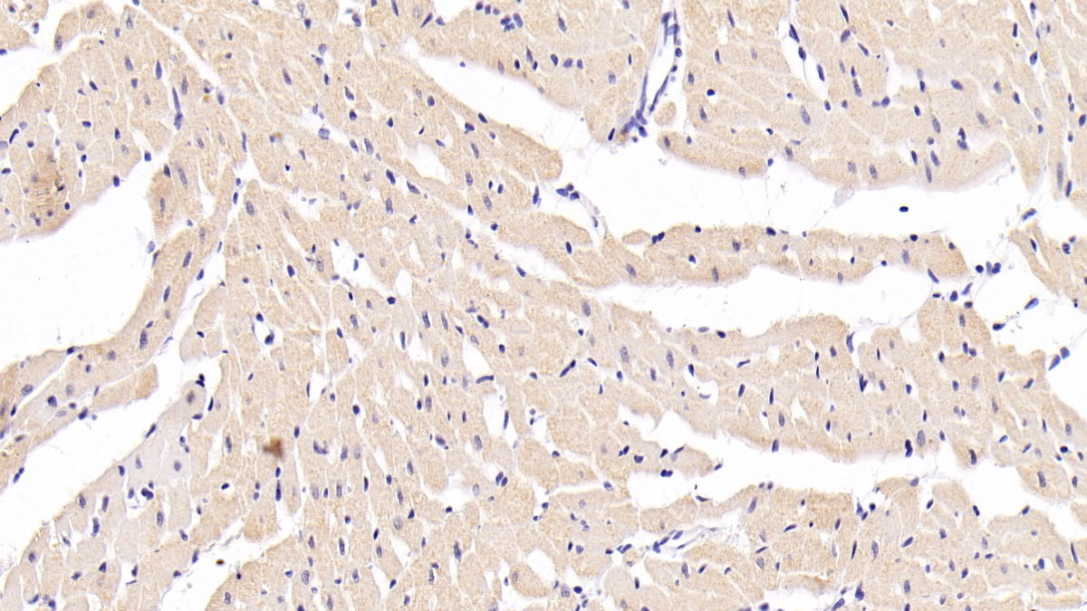 Monoclonal Antibody to Myoglobin (MYO)