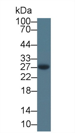 Monoclonal Antibody to Apolipoprotein A1 (APOA1)