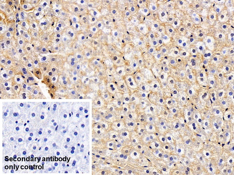 Monoclonal Antibody to Apolipoprotein A1 (APOA1)