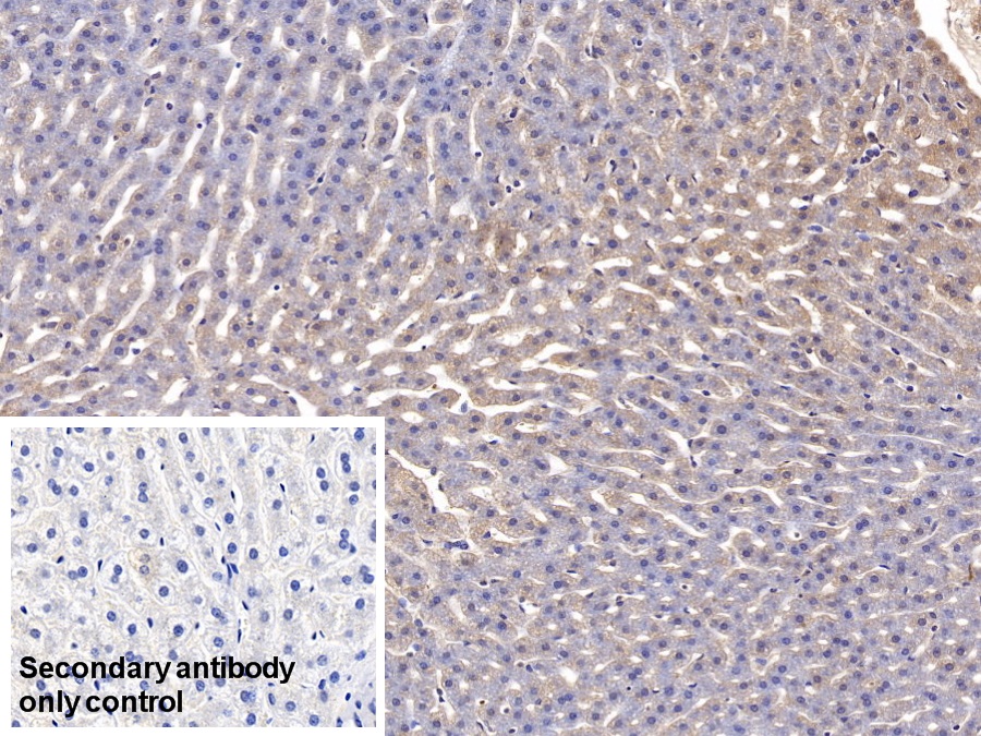 Monoclonal Antibody to Apolipoprotein A1 (APOA1)