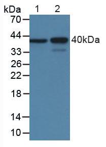 Monoclonal Antibody to Myelin Basic Protein (MBP)