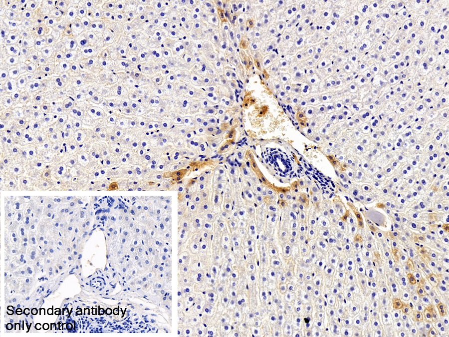 Monoclonal Antibody to Immunoglobulin G (IgG)