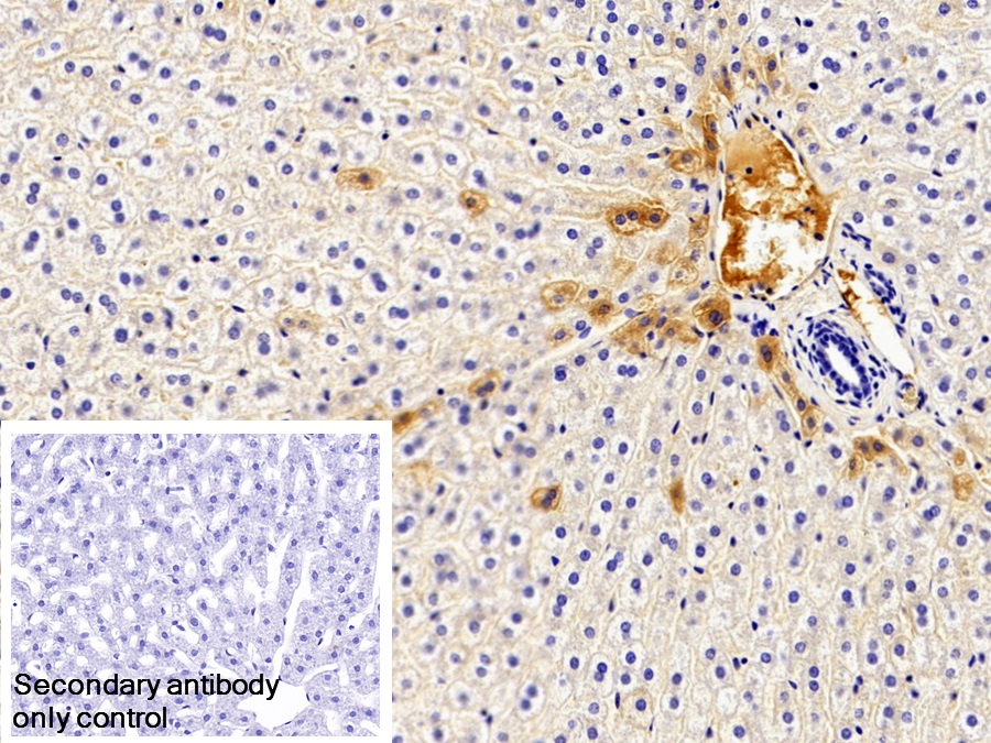 Monoclonal Antibody to Immunoglobulin G (IgG)