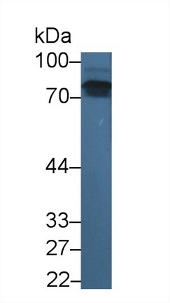 Monoclonal Antibody to Vascular Cell Adhesion Molecule 1 (VCAM1)