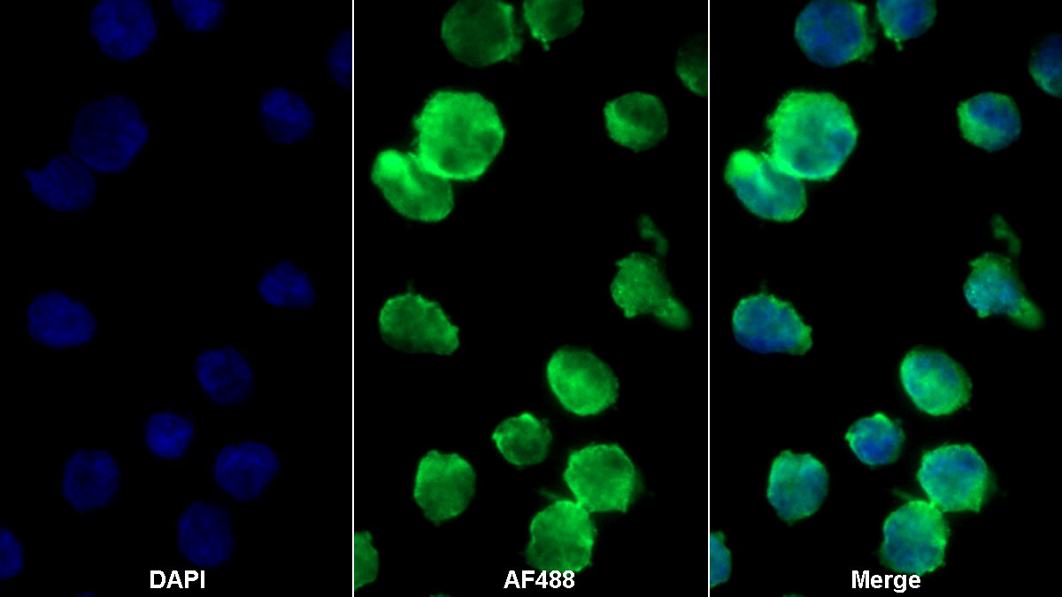 Monoclonal Antibody to Vascular Cell Adhesion Molecule 1 (VCAM1)