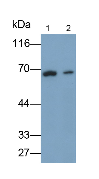 Monoclonal Antibody to Matrix Metalloproteinase 9 (MMP9)