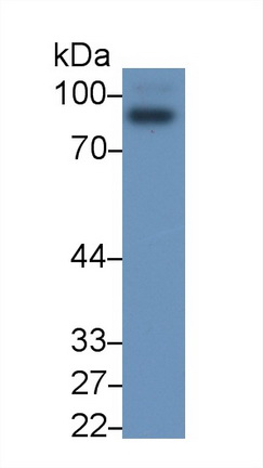 Monoclonal Antibody to P-Selectin (SELP)