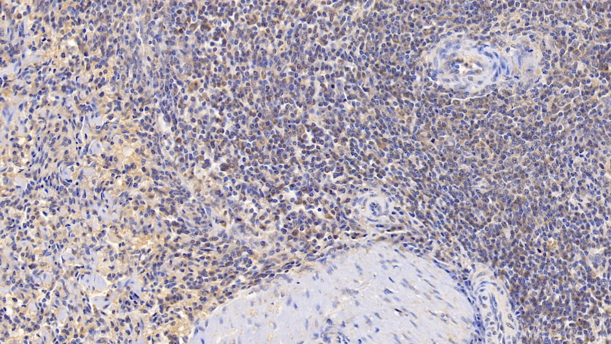 Monoclonal Antibody to P-Selectin (SELP)