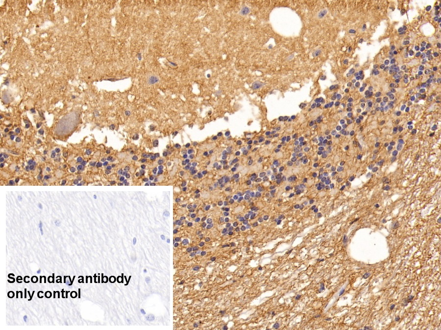 Monoclonal Antibody to Aquaporin 4 (AQP4)