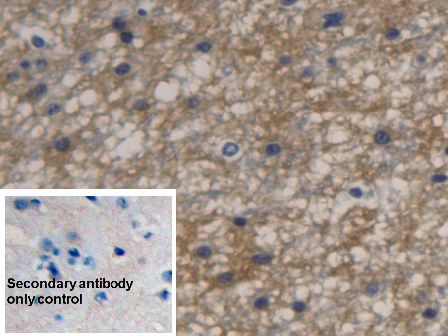 Monoclonal Antibody to Aquaporin 4 (AQP4)