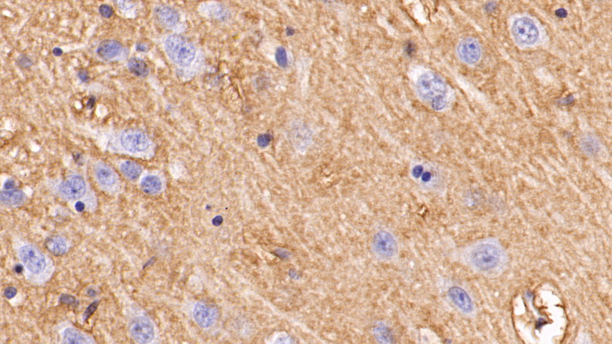 Monoclonal Antibody to Aquaporin 4 (AQP4)