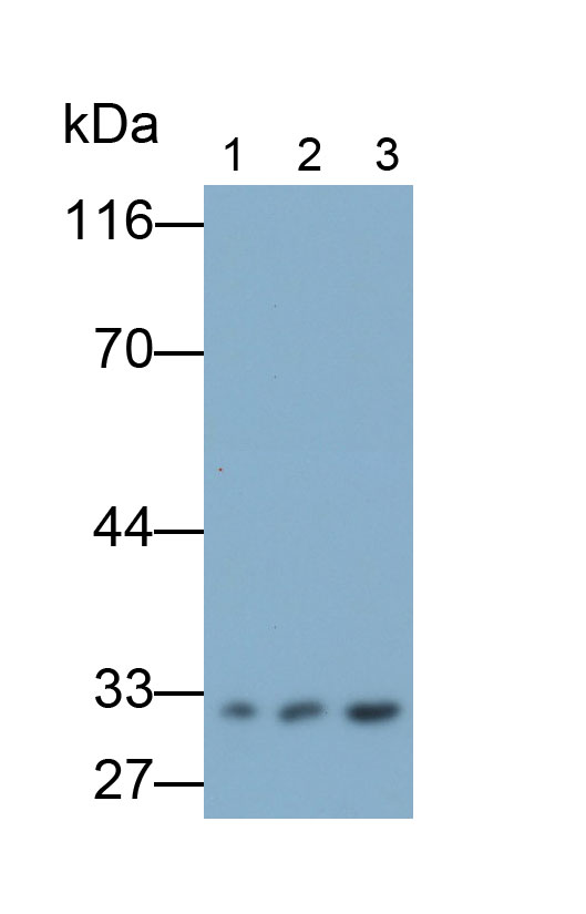 Monoclonal Antibody to Heme Oxygenase 1 (HO1)