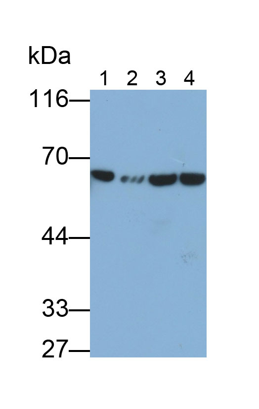 Monoclonal Antibody to Pyruvate kinase isozymes M2 (PKM2)