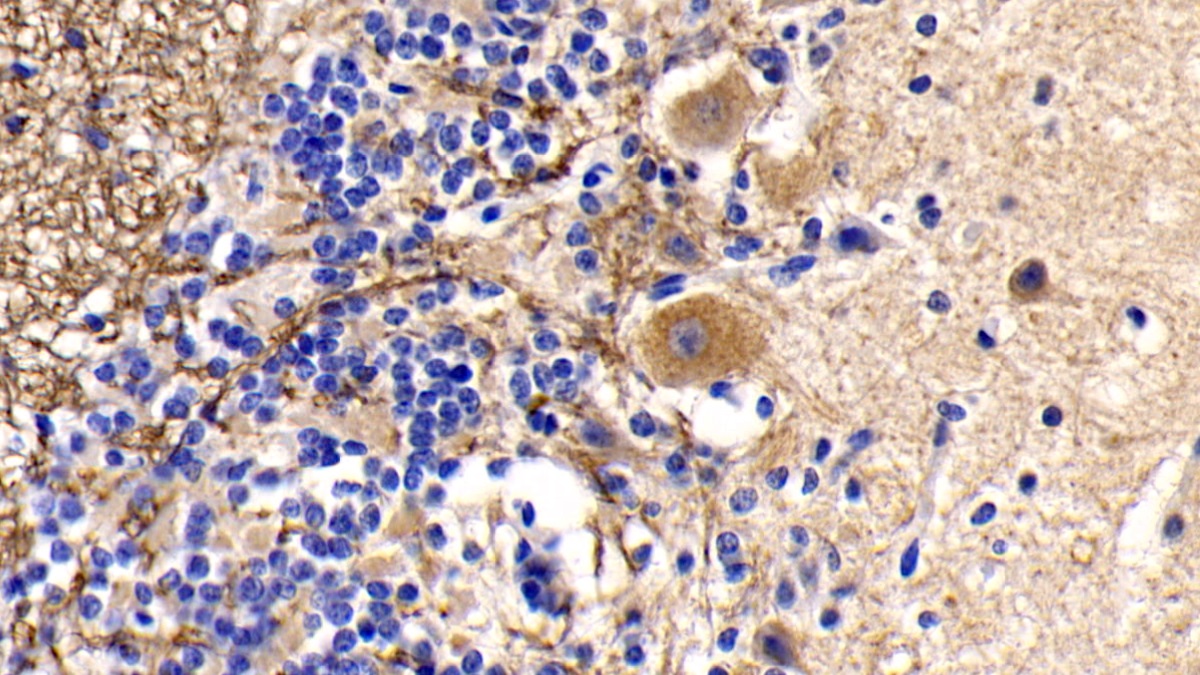 Monoclonal Antibody to Cytochrome C (CYCS)