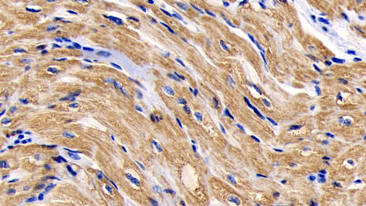 Monoclonal Antibody to Cytochrome C (CYCS)