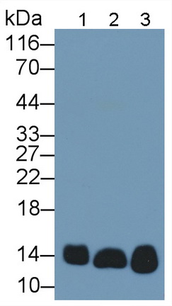 Monoclonal Antibody to Cytochrome C (CYCS)