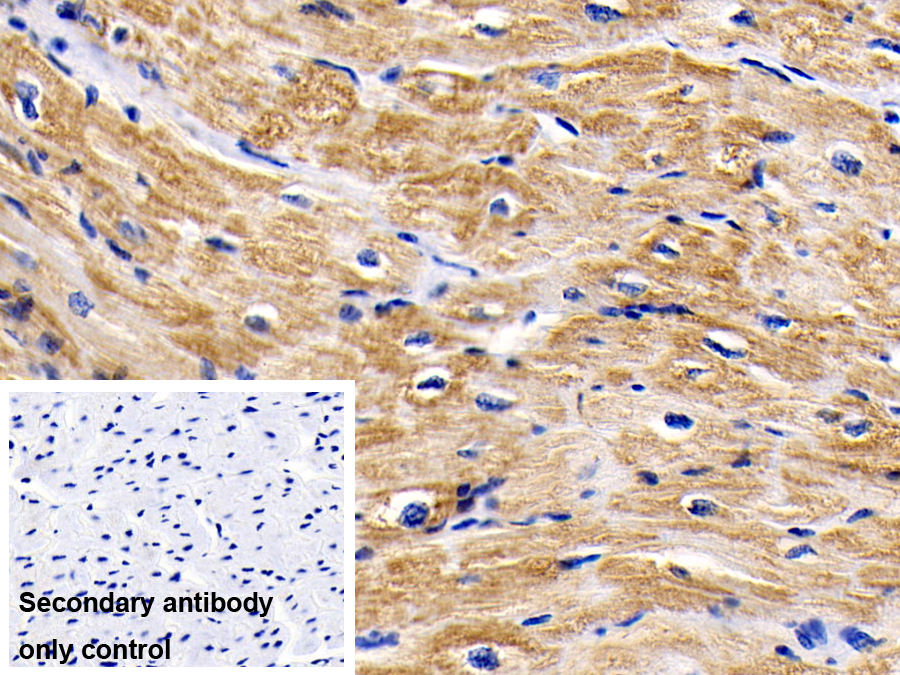 Monoclonal Antibody to Cytochrome C (CYCS)