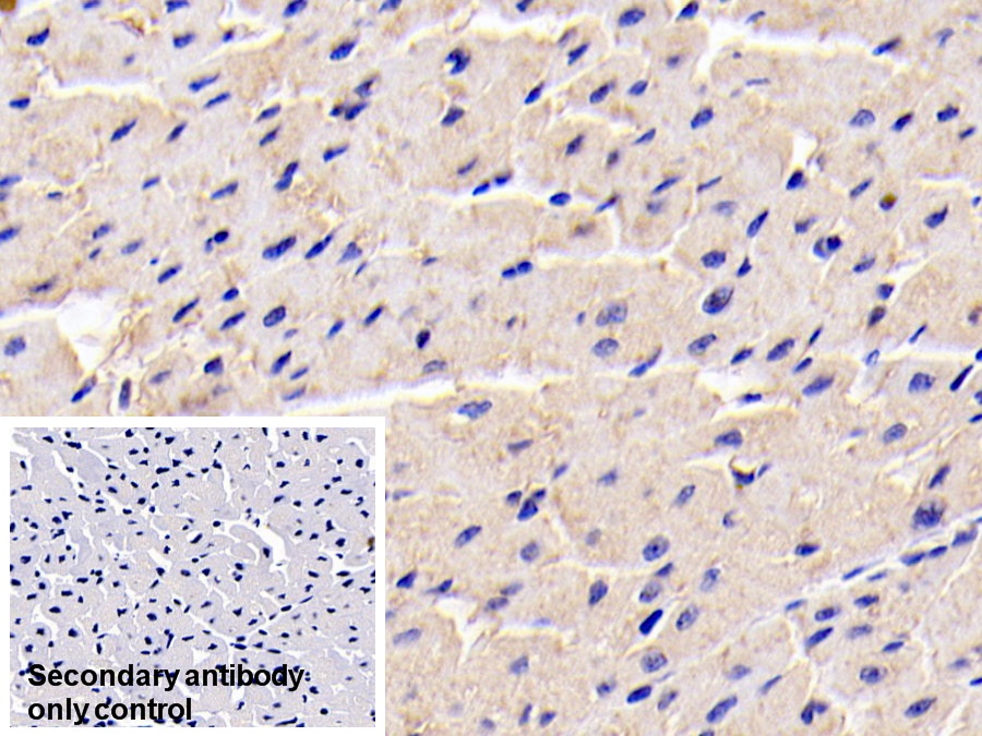 Monoclonal Antibody to Adiponectin (ADPN)