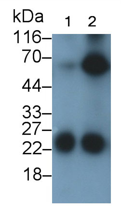 Monoclonal Antibody to Adiponectin (ADPN)