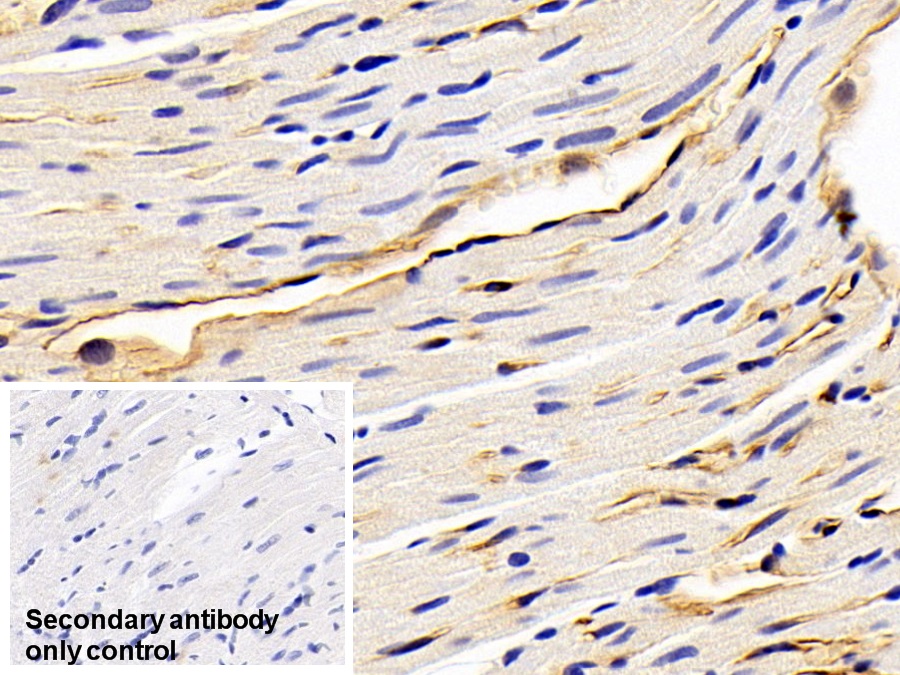 Monoclonal Antibody to Adiponectin (ADPN)