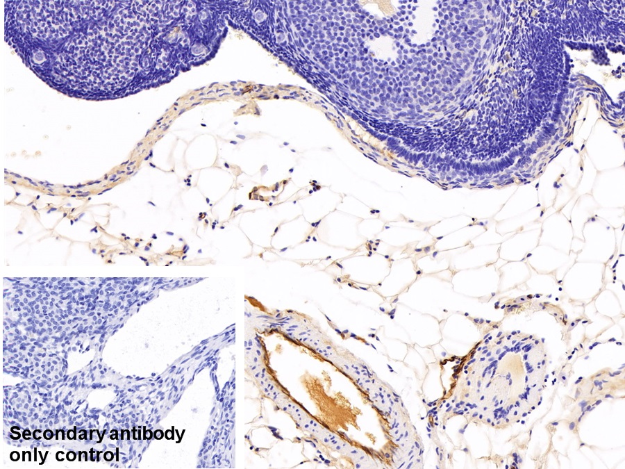 Monoclonal Antibody to Adiponectin (ADPN)