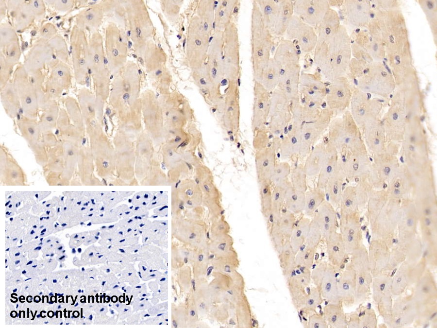 Monoclonal Antibody to Adiponectin (ADPN)