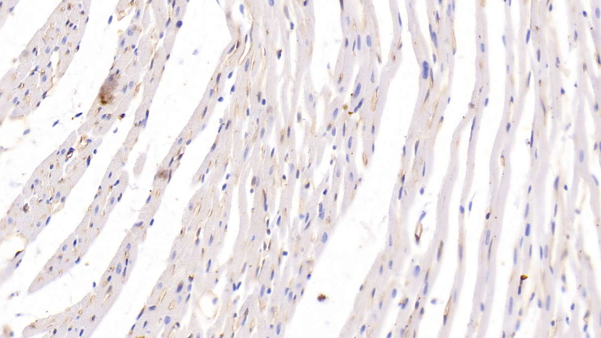 Monoclonal Antibody to Adiponectin (ADPN)
