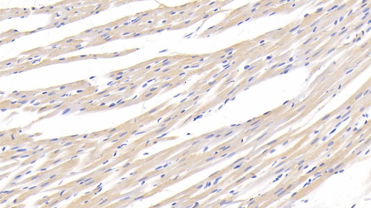 Monoclonal Antibody to Adiponectin (ADPN)