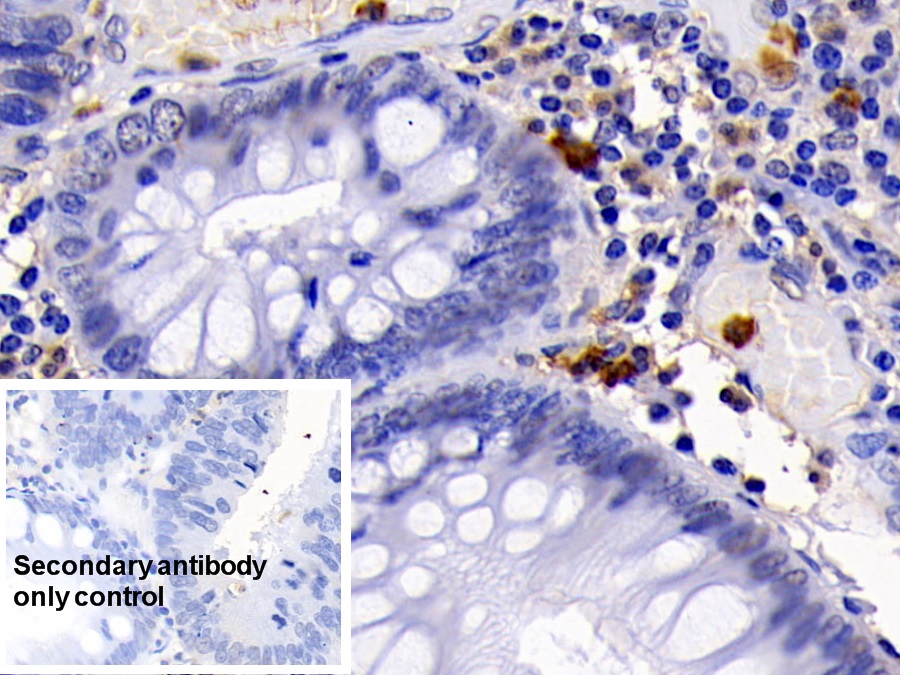 Monoclonal Antibody to Caspase 3 (CASP3)