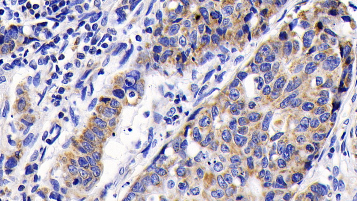 Monoclonal Antibody to Caspase 9 (CASP9)