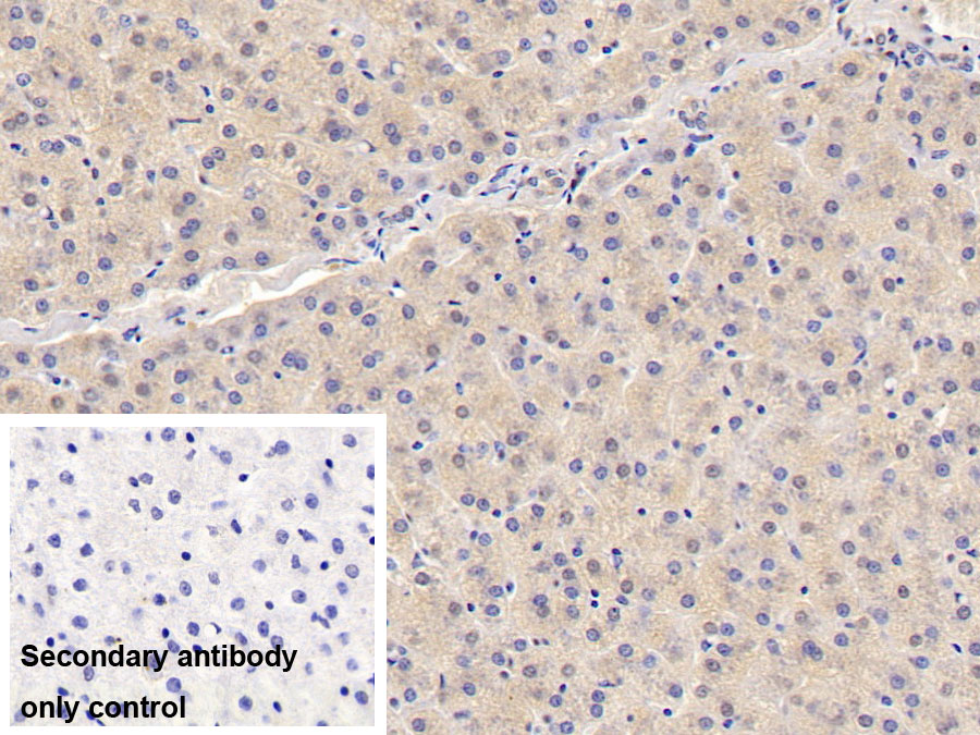 Monoclonal Antibody to Visfatin (VF)