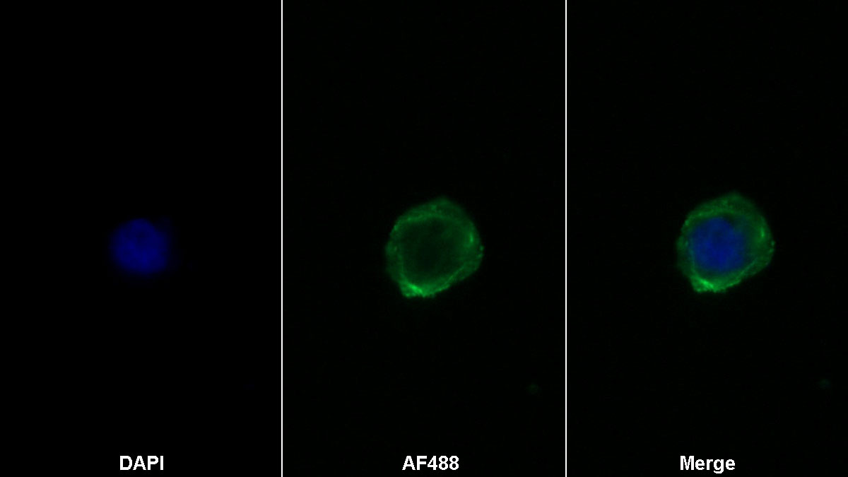 Monoclonal Antibody to Cluster Of Differentiation 28 (CD28)